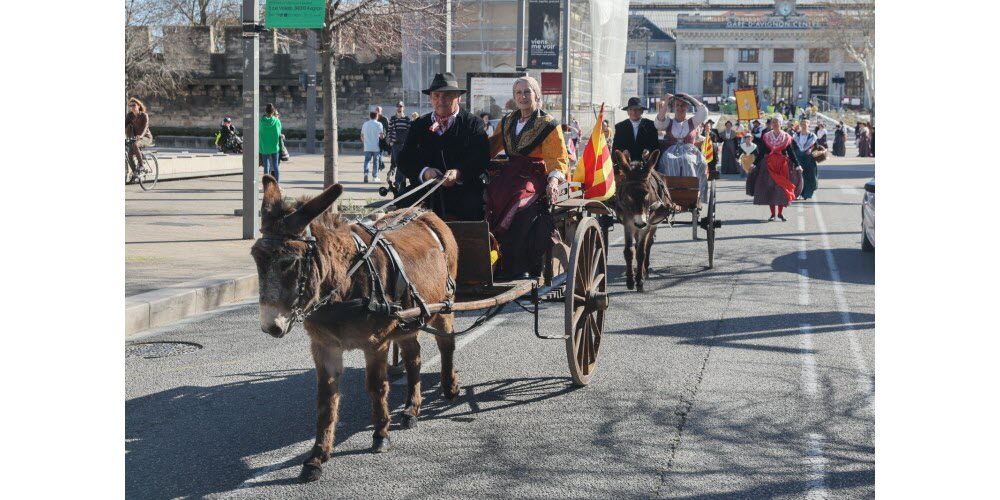 les-animaux-anes-et-chevaux-symboles-eux-aussi-de-la-provence-photo-le-dl-cyril-hiely-1710612947.jpg